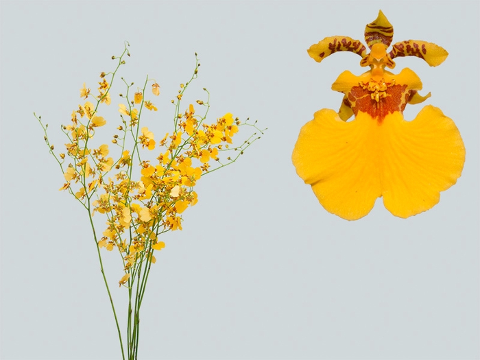 ONCIDIUM GOWER RAMSEY SUNKIST