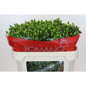 Hypericum Jungle Romance Spray