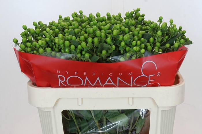 <h4>Hypericum Jungle Romance Spray</h4>