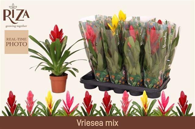 <h4>VRIES GEM 5 SRT</h4>