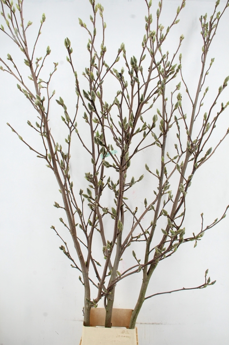 <h4>MAGNOLIA SUPERBA 240CM</h4>
