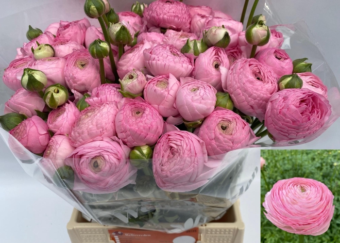 <h4>RAN AAZUR PINK</h4>