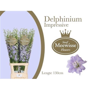 Delph Du Dewi Impres 130cm!!