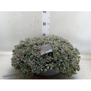 Orostachys furusei