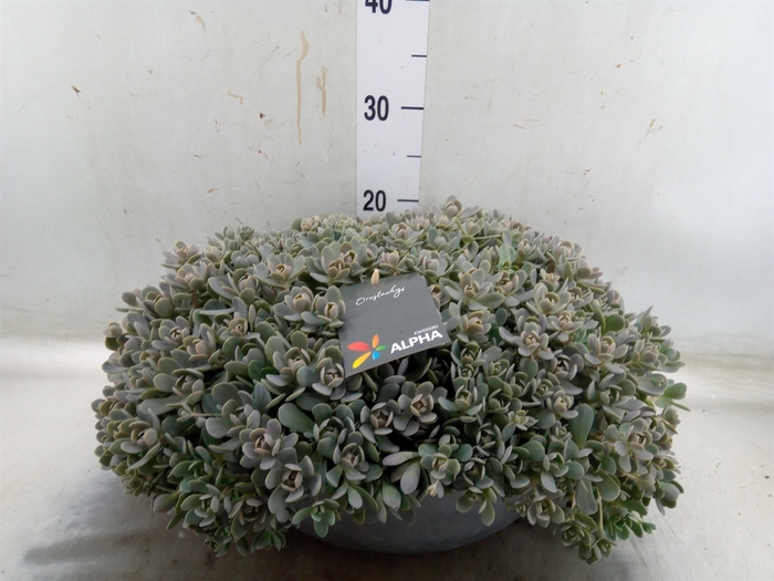 <h4>Orostachys furusei</h4>