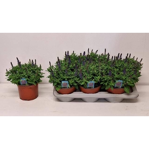 SALVIA NE SE DP BLUE
