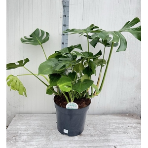 MONSTERA DELICIOSA