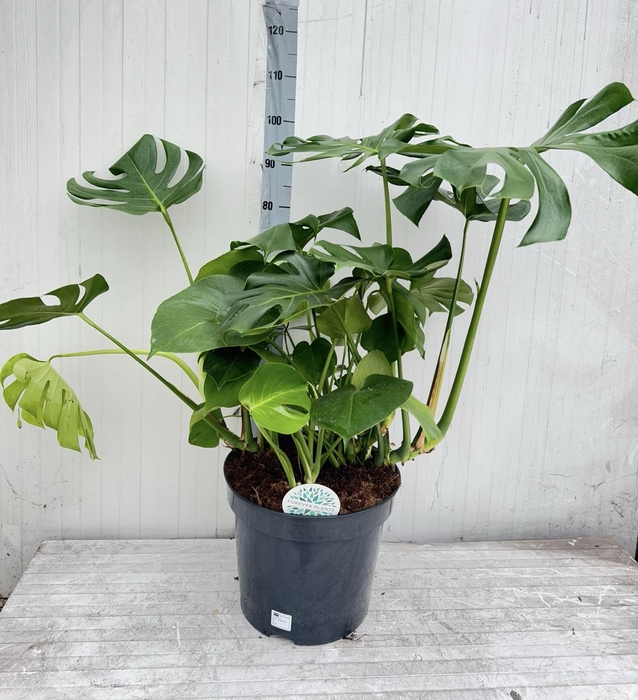 <h4>MONSTERA DELICIOSA</h4>