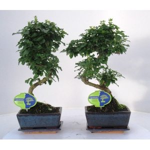 Ligustrum sinensis, 15cm., shape, with drip tray