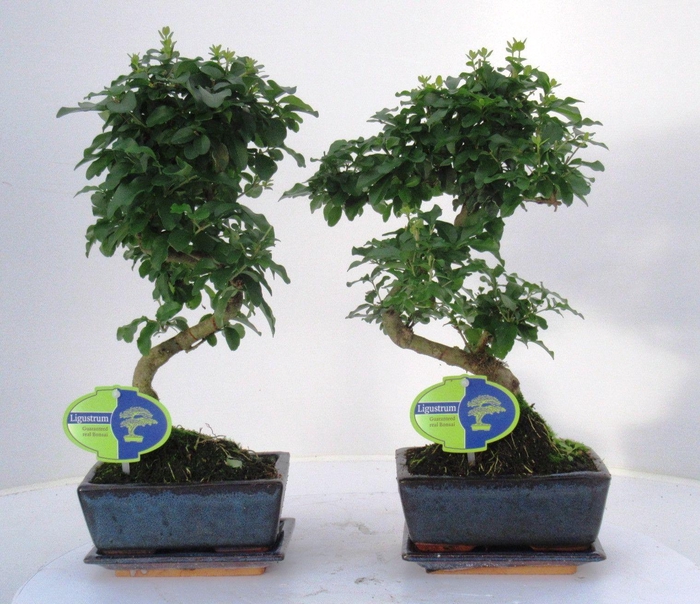<h4>Ligustrum sinensis, 20cm., shape, with drip tray</h4>