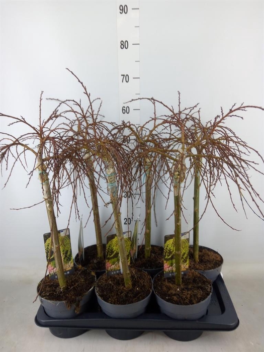 <h4>Salix arbuscula</h4>