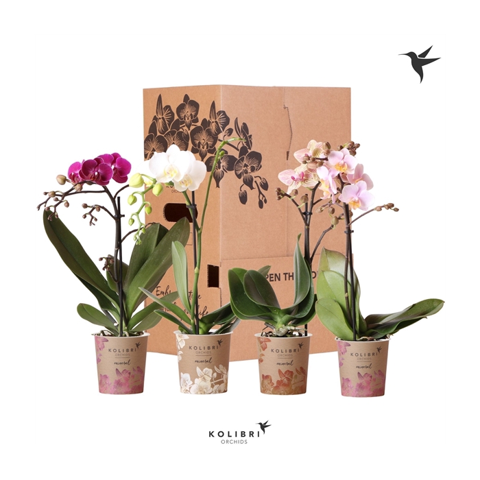 <h4>Kolibri Orchids Phalaenopsis Mix 1 spike No sleeve</h4>