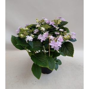 Hydrangea Hovaria