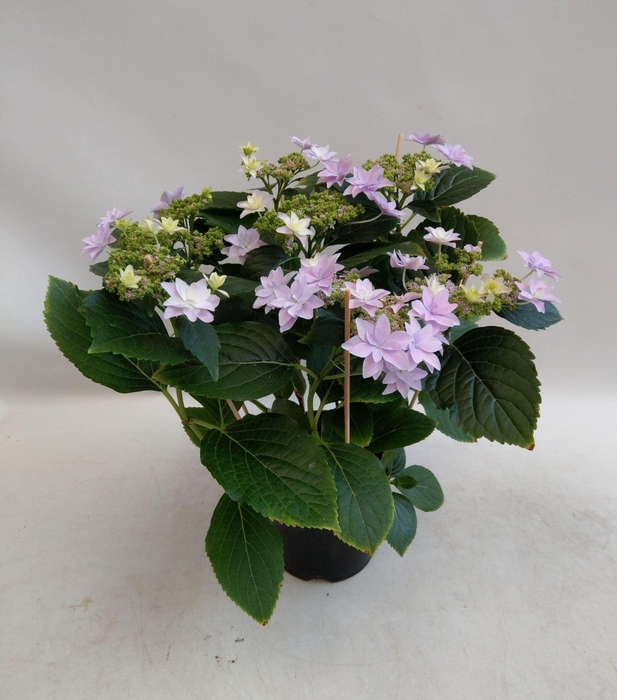 <h4>Hydrangea Hovaria</h4>