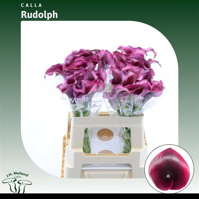 <h4>ZANT RUDOLPH</h4>