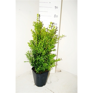 Buxus sempervirens Bos c5 50-60 haag vl (kopie)