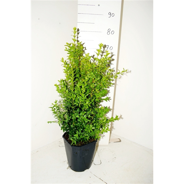 <h4>Buxus sempervirens Bos c5 50-60 haag vl (kopie)</h4>