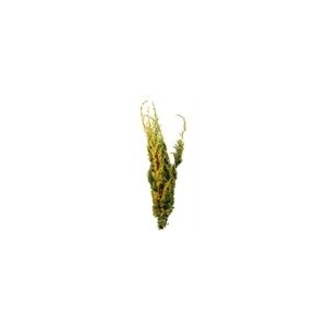 CONIFEER PIS AUREA 3KG ZAK (gele pluis conifeer) 