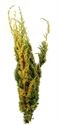 CONIFEER PIS AUREA 3KG ZAK (gele pluis conifeer) 