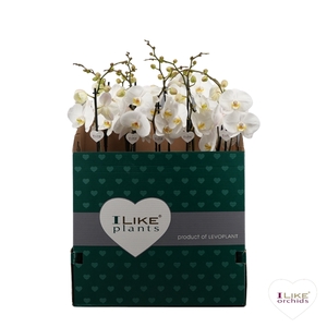 Phalaenopsis wit-gele lip - 1 tak 80cm 9+/vertakt
