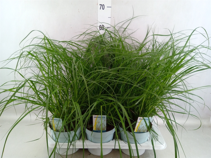 <h4>Pennisetum alopec. 'Hameln'</h4>