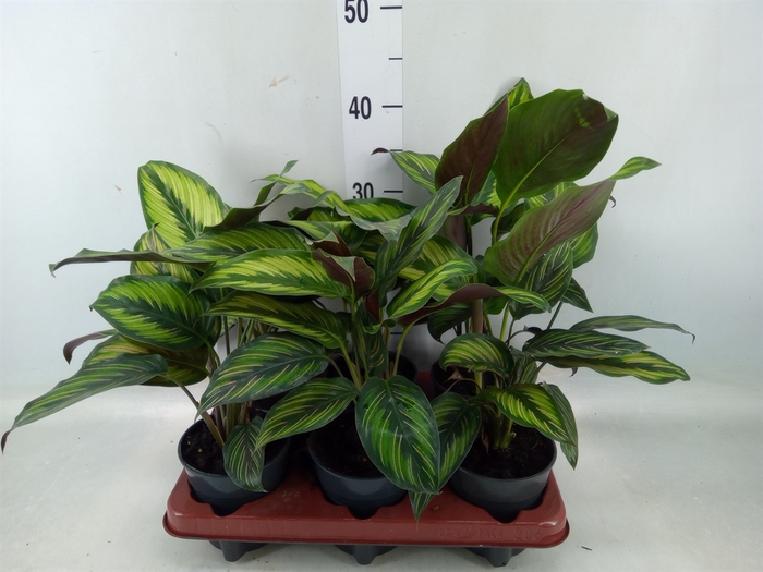 <h4>Calathea   ...</h4>