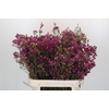 Chamelaucium 'Nina's Delight'