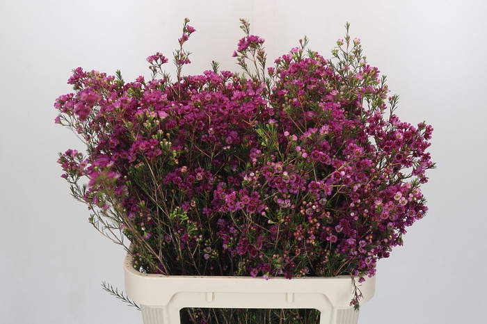 Chamelaucium 'Nina's Delight'