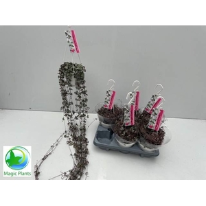 Ceropegia woodii ssp. woodii
