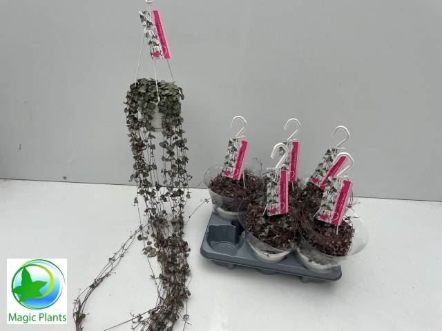 <h4>Ceropegia woodii ssp. woodii</h4>