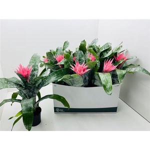 Aechmea Fas Primera
