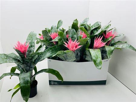 <h4>Aechmea Fas Primera</h4>