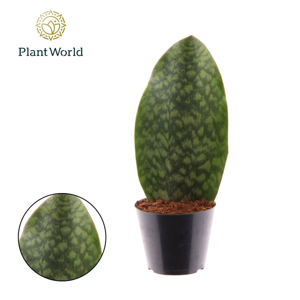 <h4>Sansevieria ‘Masoniana’ Whale Fin P10.5</h4>