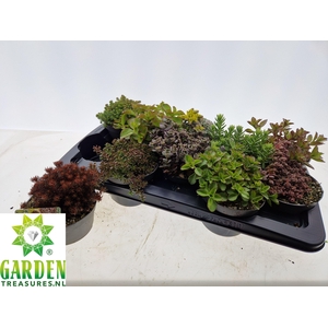 SEDUM GEM