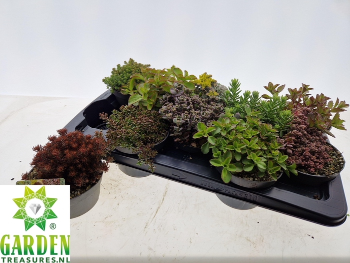 <h4>SEDUM GEM</h4>