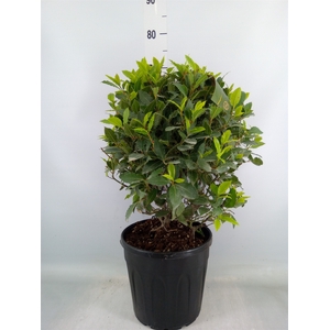 Laurus nobilis