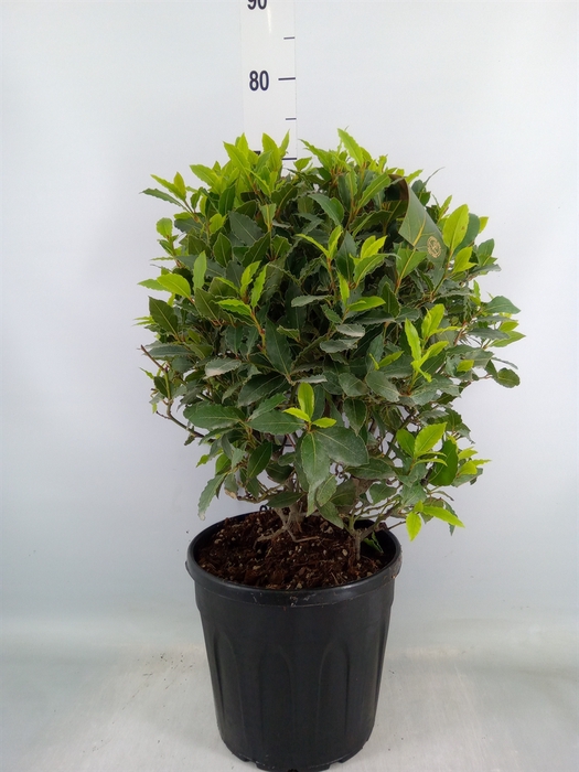 <h4>Laurus nobilis</h4>