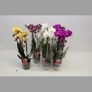 PHAL 2 TAK CASCADE MIX