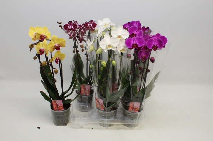 <h4>PHAL 2 TAK CASCADE MIX</h4>