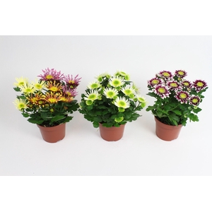 Chrysanthemum Indicum Splash mix