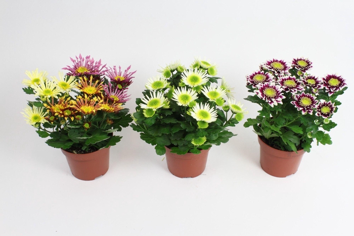 <h4>Chrysanthemum Indicum Splash mix</h4>