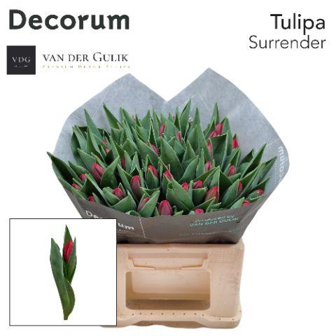 <h4>TU EN SURRENDER</h4>