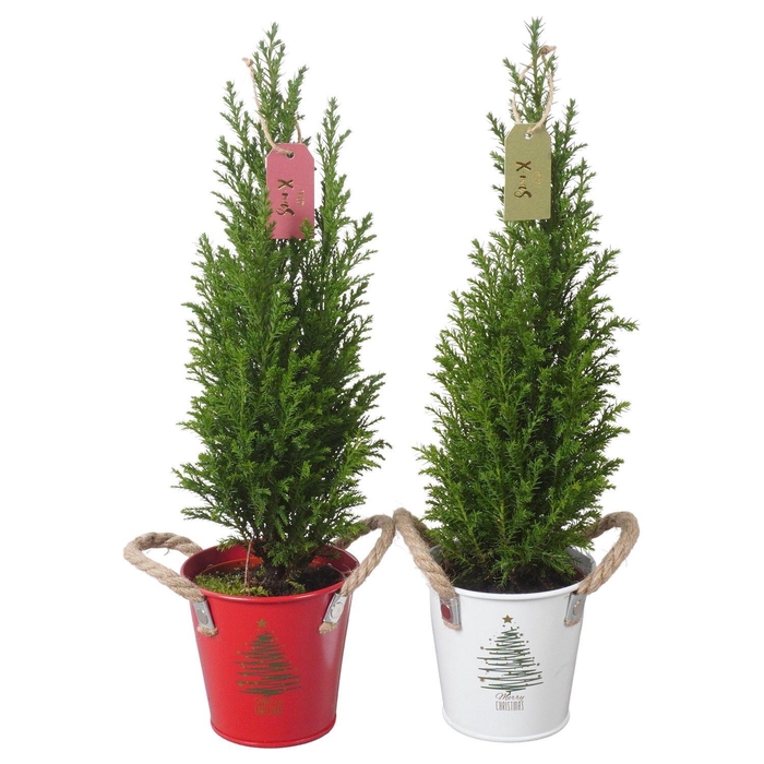 <h4>PTK25171 Ellwoodii in zink mix met decoratie</h4>