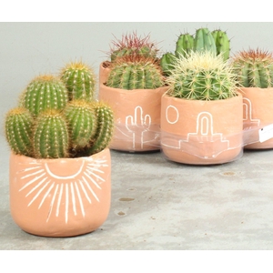 CACTUS OV