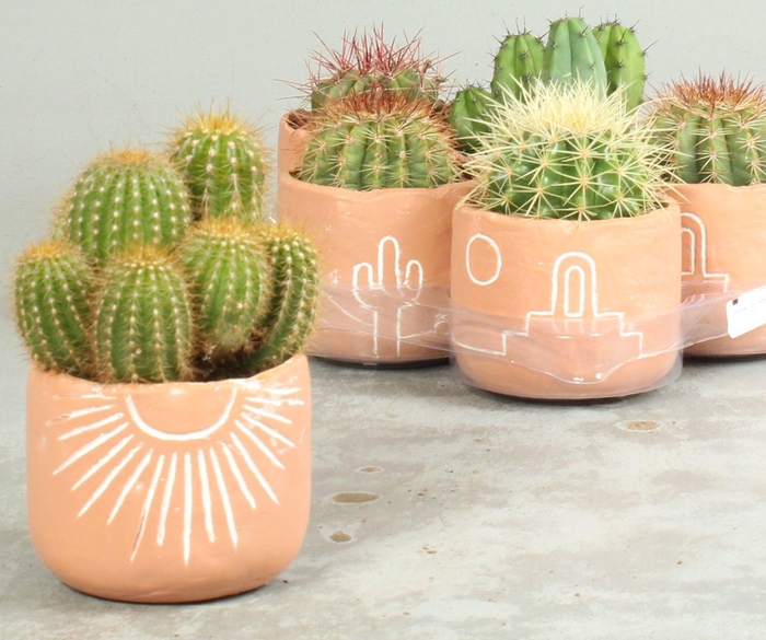 <h4>CACTUS OV</h4>