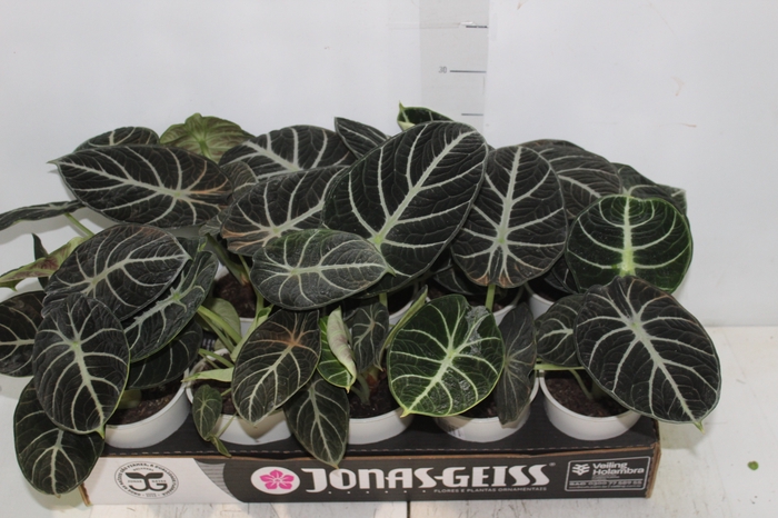 <h4>ALOCASIA REGINULA NINJA P12</h4>