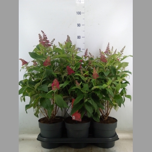 Buddleja davidii 'Butterf CL Ruby'