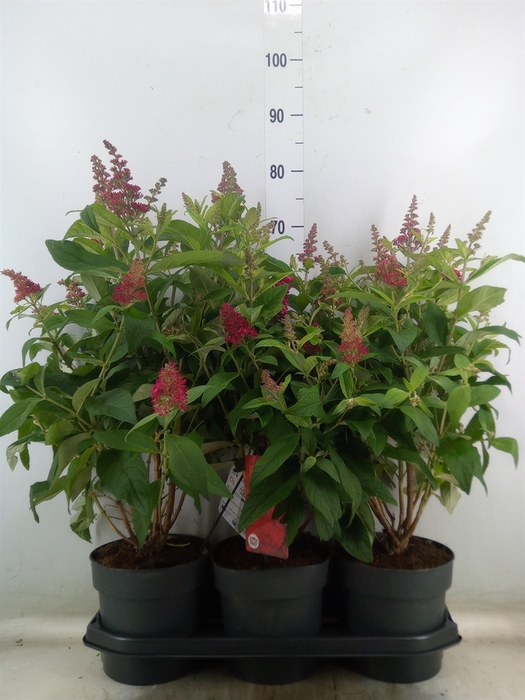 <h4>Buddleja davidii 'Butterf CL Ruby'</h4>