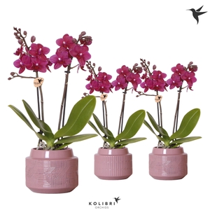 Kolibri Orchids Phalaenopsis violet 2 spike in Maze pot purple