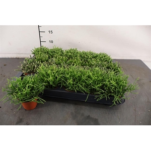 R Rhipsalis 6 Cm. P . Mini Gemengd